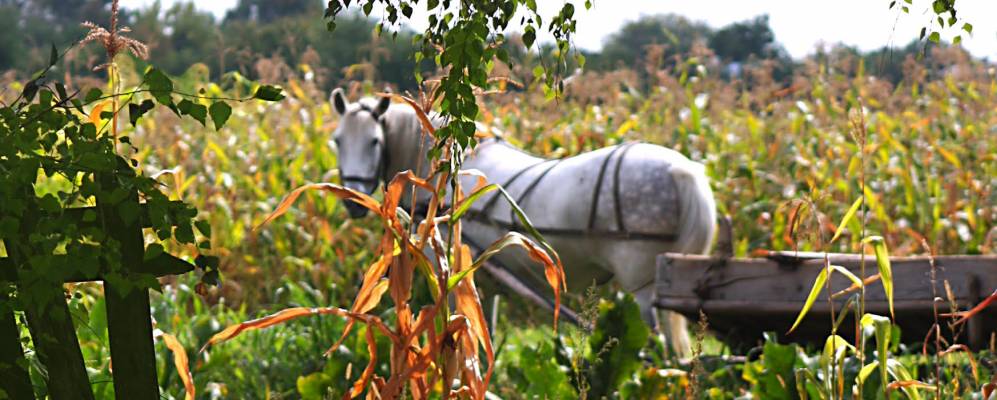 
            Фотография Веприка