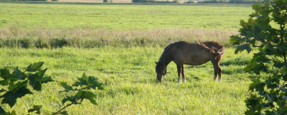 
            Фотография деревни Адринищи