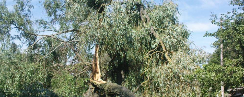 
            Фотография Миклаши