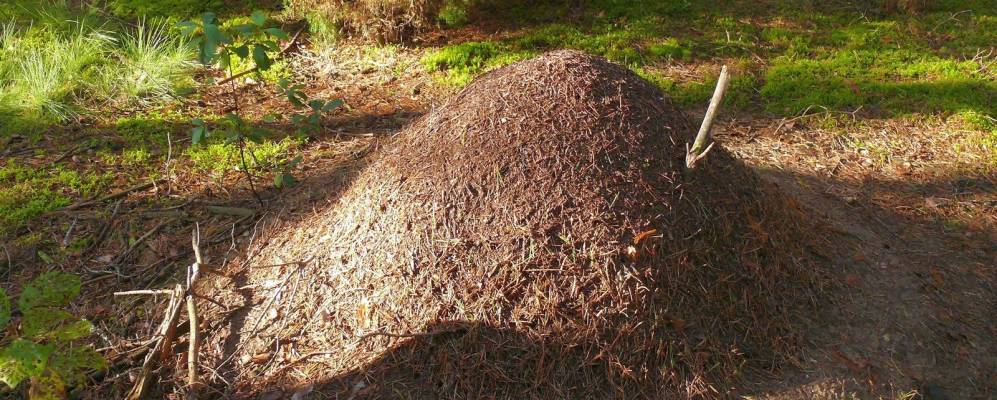 Фотография деревни Загорники