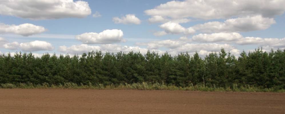 
            Фотография Алкино