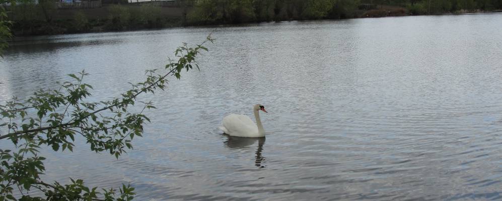 
            Фотография Пашуки