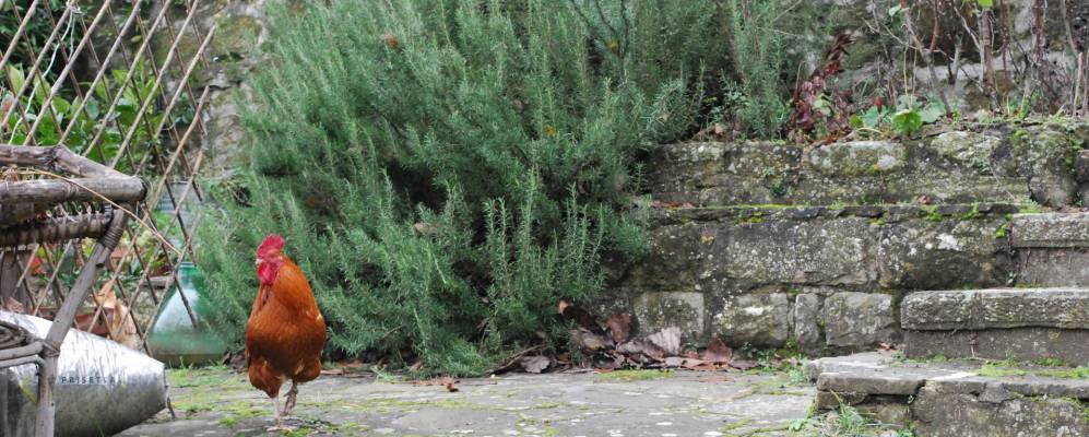 
            Фотография Чильяно