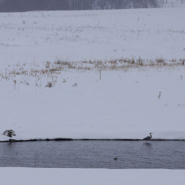 Голенищево