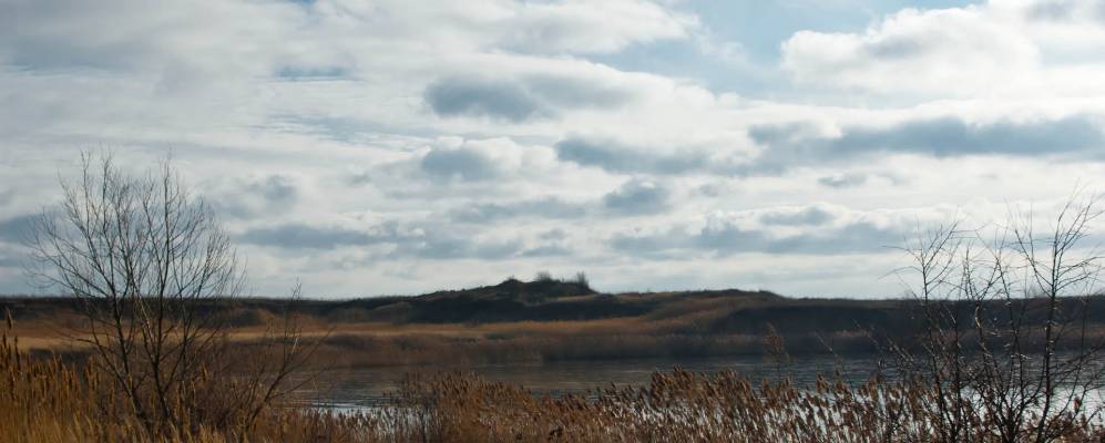 
            Фотография Сеянцы