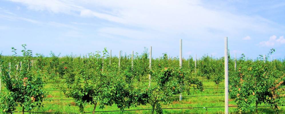 Фотография деревни Псярцы