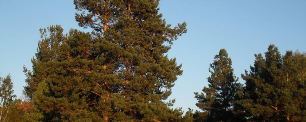 
            Фотография Наримановы