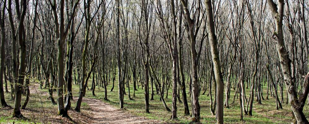 
            Фотография Думанова