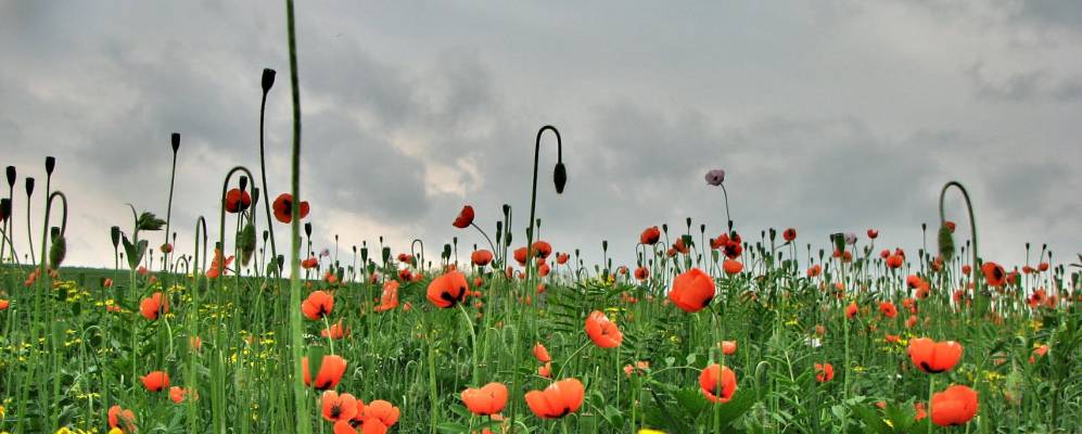 
            Фотография Малой Дворянки