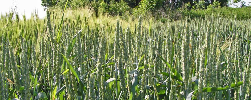 Фотография Северного