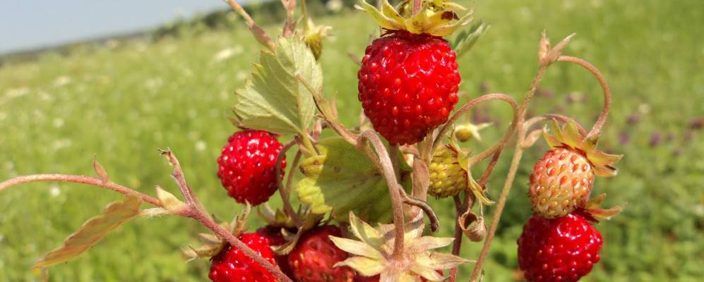 
            Фотография Мокрого