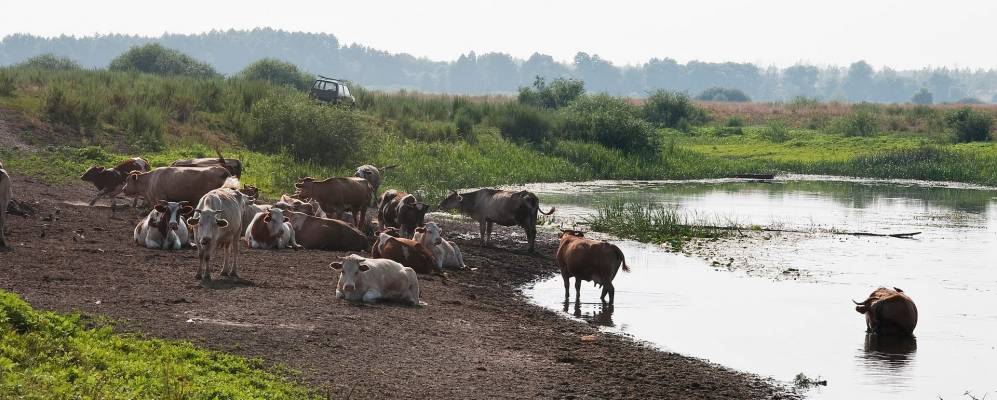 
            Фотография Чибизовки
