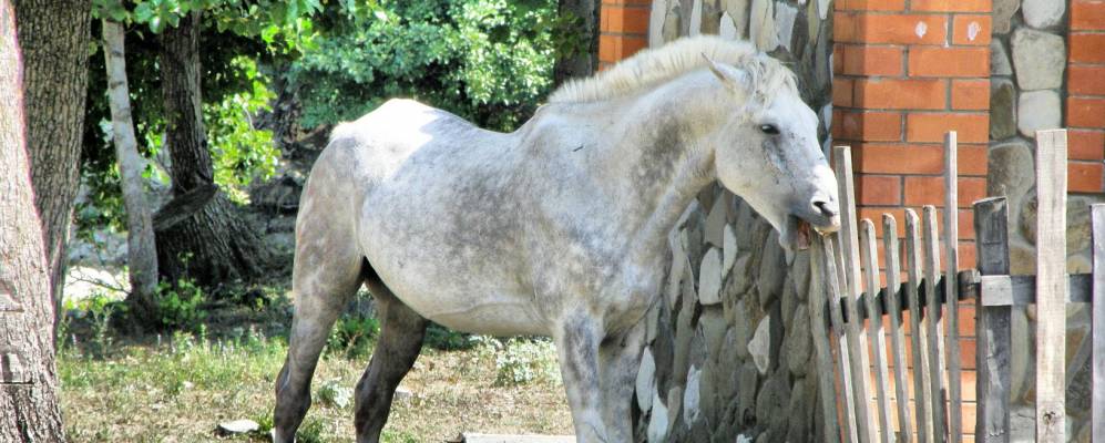 
            Фотография аула Псебе