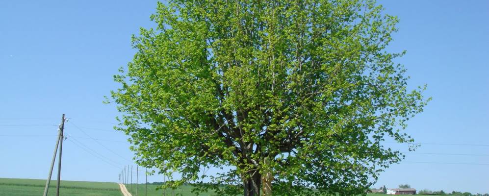 
            Фотография Вёльфлинсвиля