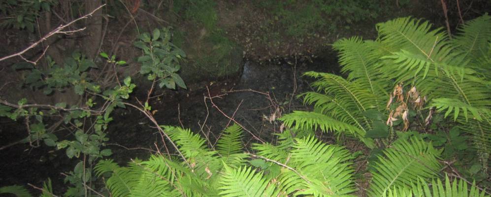 
            Фотография Ровни