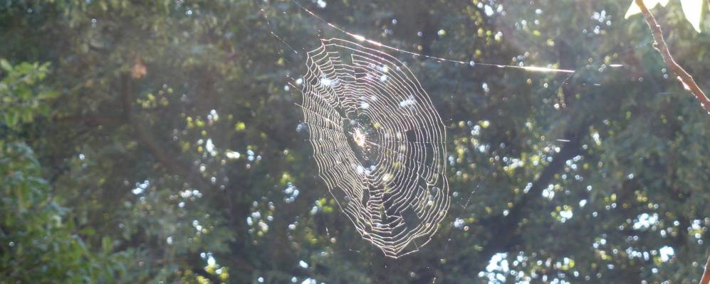 Фотография Сокольчи