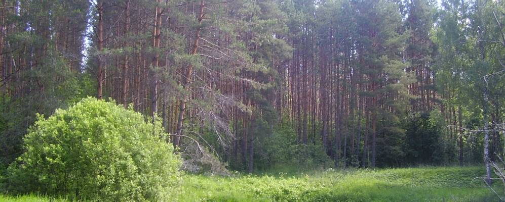 
            Фотография Непецино