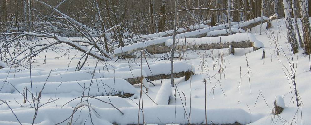 
            Фотография Липовки