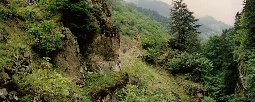 
            Фотография Асагисимсирли