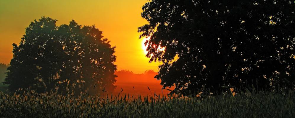 
            Фотография Лесового