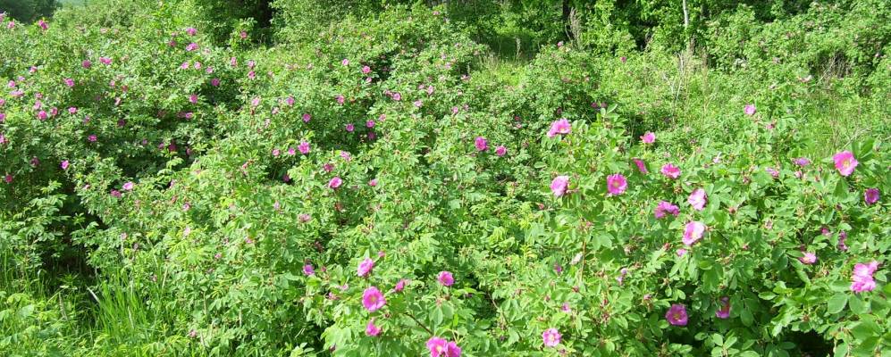 Фотография Ушемнура