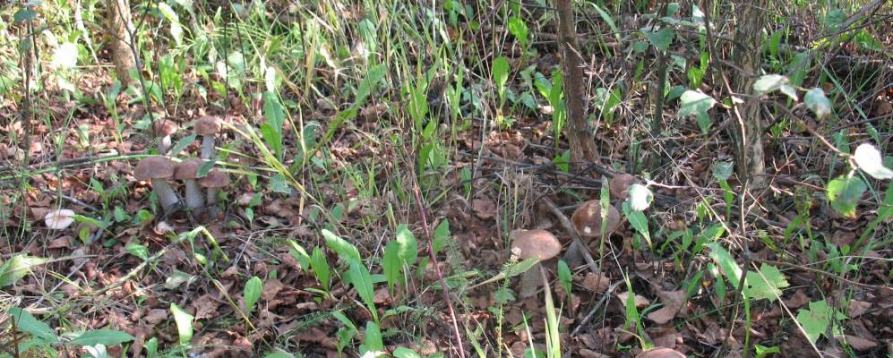 
            Фотография деревни Терешки