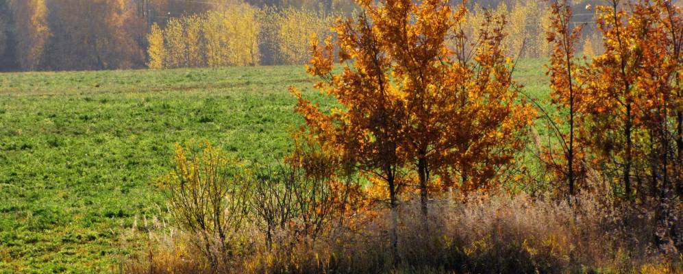 
            Фотография Александровского