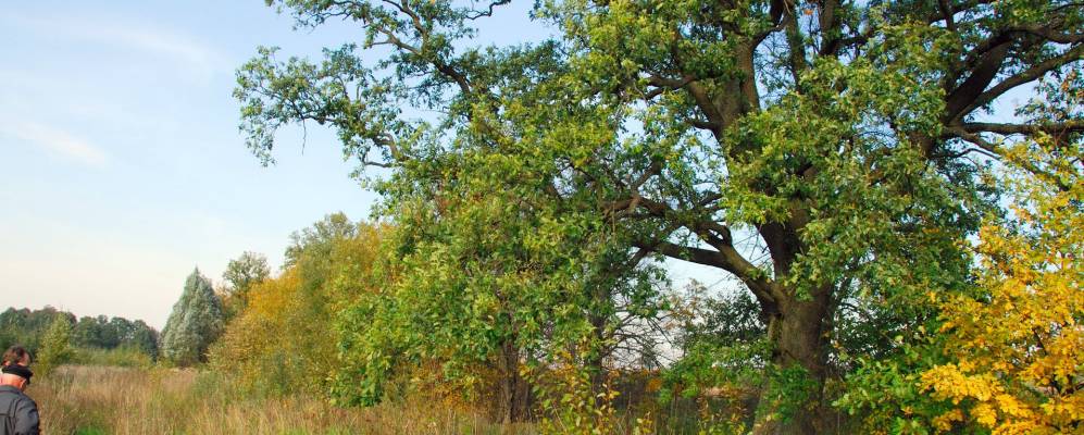 
            Фотография Опушек