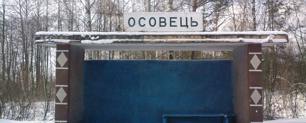 Фотография Оливы