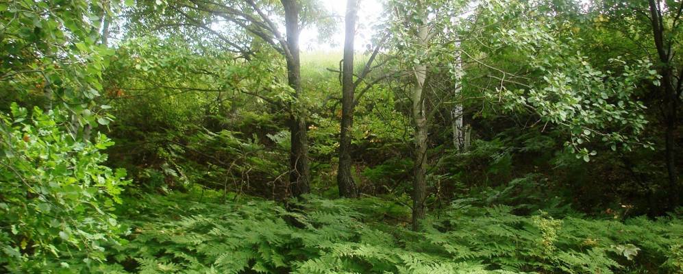 
            Фотография Зайпекули