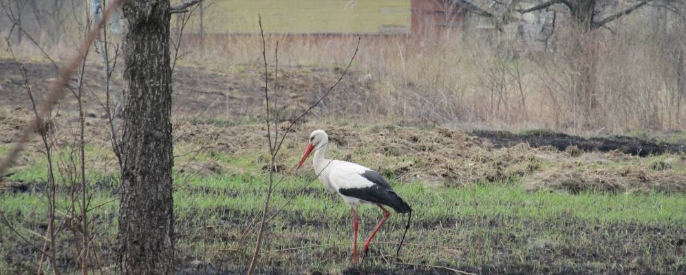 
            Фотография Лески