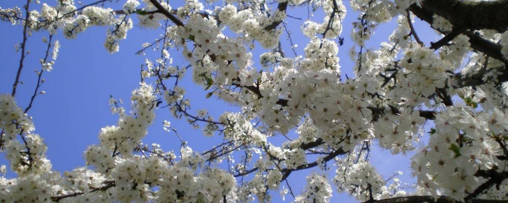 Фотография Подосинки