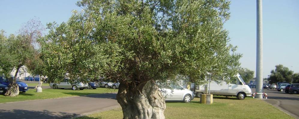 
            Фотография Каваллино ди Лечче