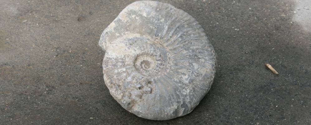 
            Фотография Ороты