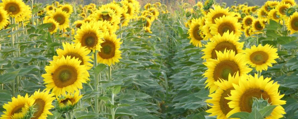 
            Фотография Неготина