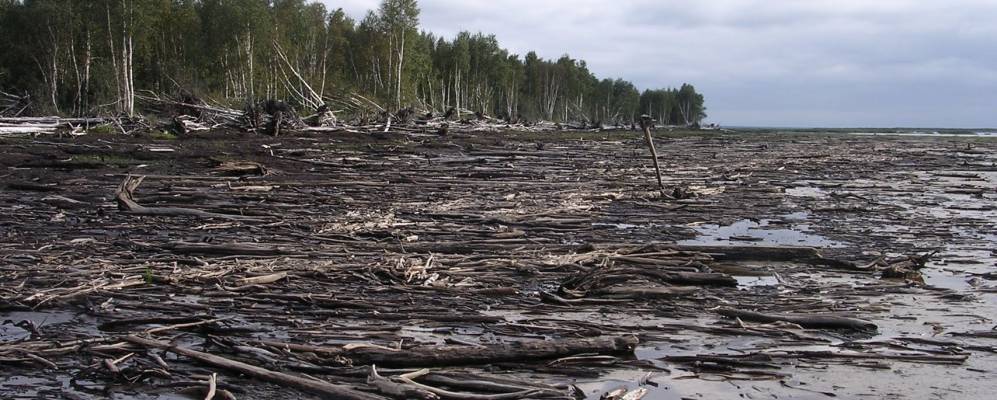 
            Фотография Пальмино