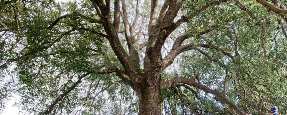 
            Фотография Аккуарики