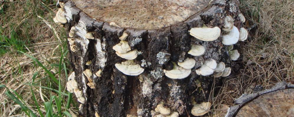 
            Фотография деревни Балыки