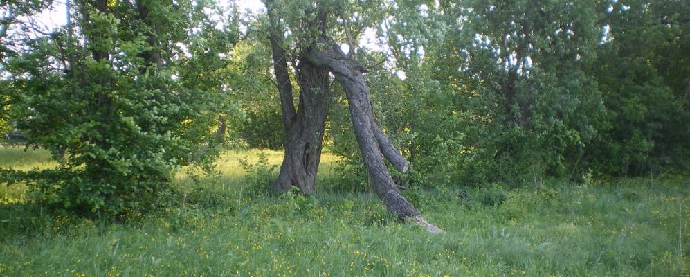 
            Фотография Сулака
