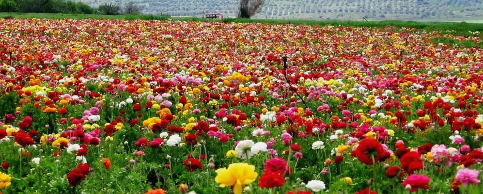 
            Фотография Неве-Шалома