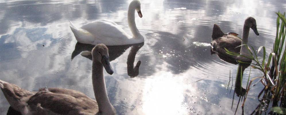 
            Фотография Пруда