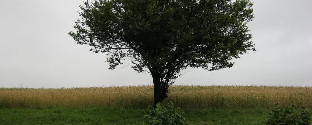 
            Фотография Даниловцы