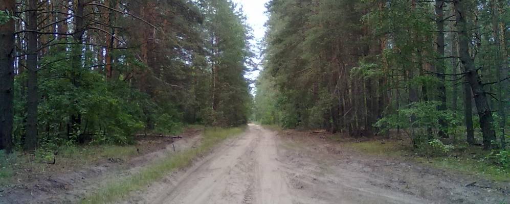 
            Фотография Лесного