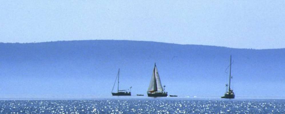 
            Фотография Цесарица