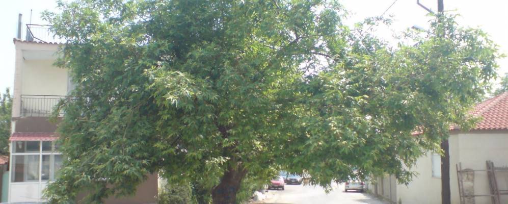 Фотография Селерона