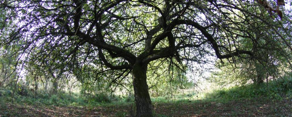 Фотография Липно