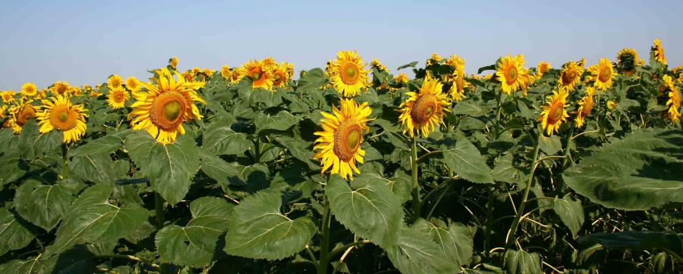 
            Фотография Верхних Росташей