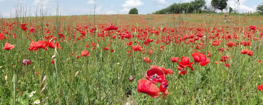 
            Фотография Букова