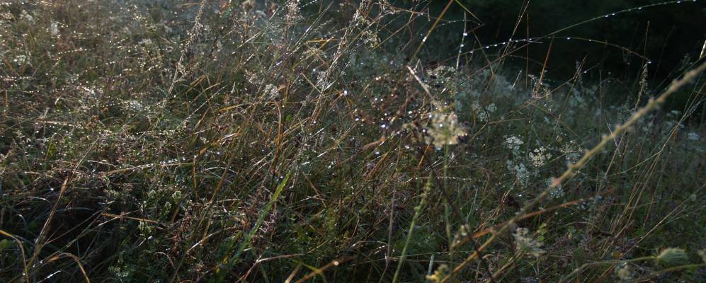 
            Фотография Растовацы