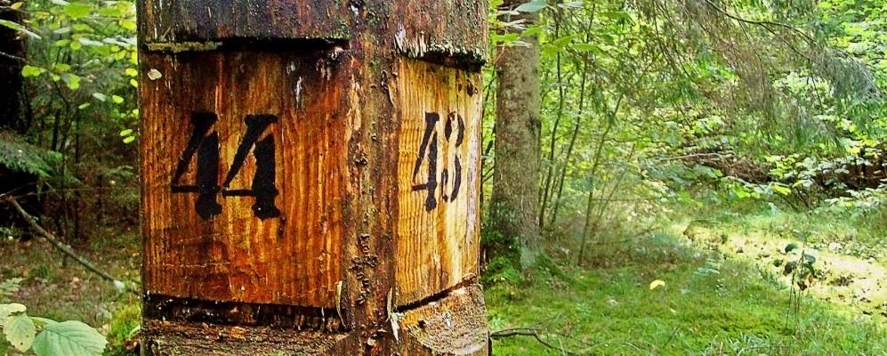 
            Фотография деревни Малевичи